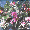 Variegated Leaves Collection