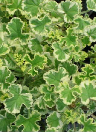 Variegated Prince Rupert Scented Geranium, Pelargonium crispum 'Variegated Prince Rupert'