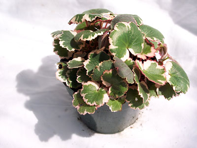 Variegated strawberry begonia, Saxifraga stolonifera