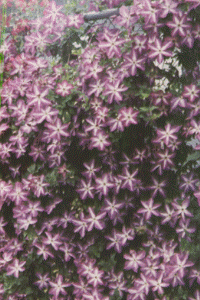 Clematis viticella venosa violacea
