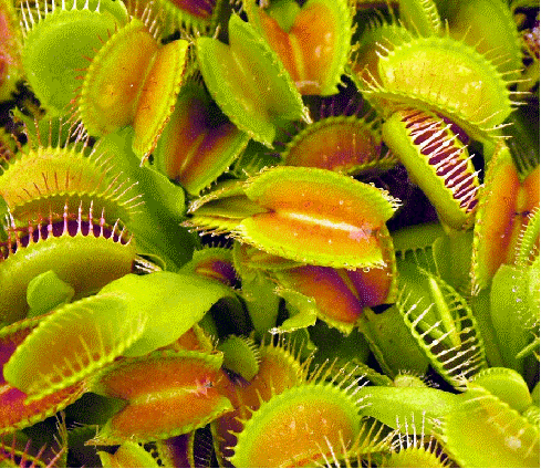 Venus Flytrap