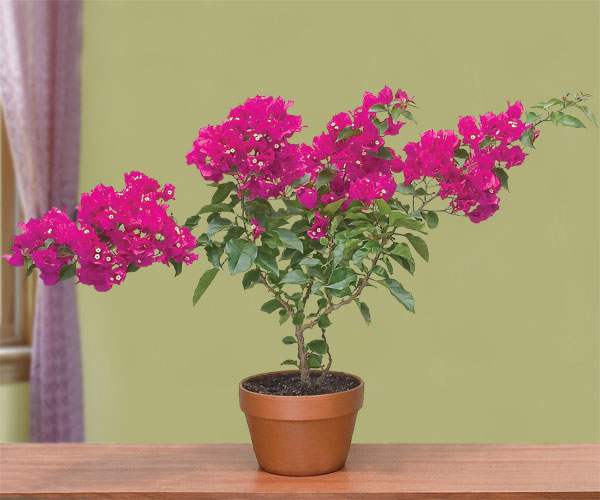 Bougainvillea 'Vera Purple'