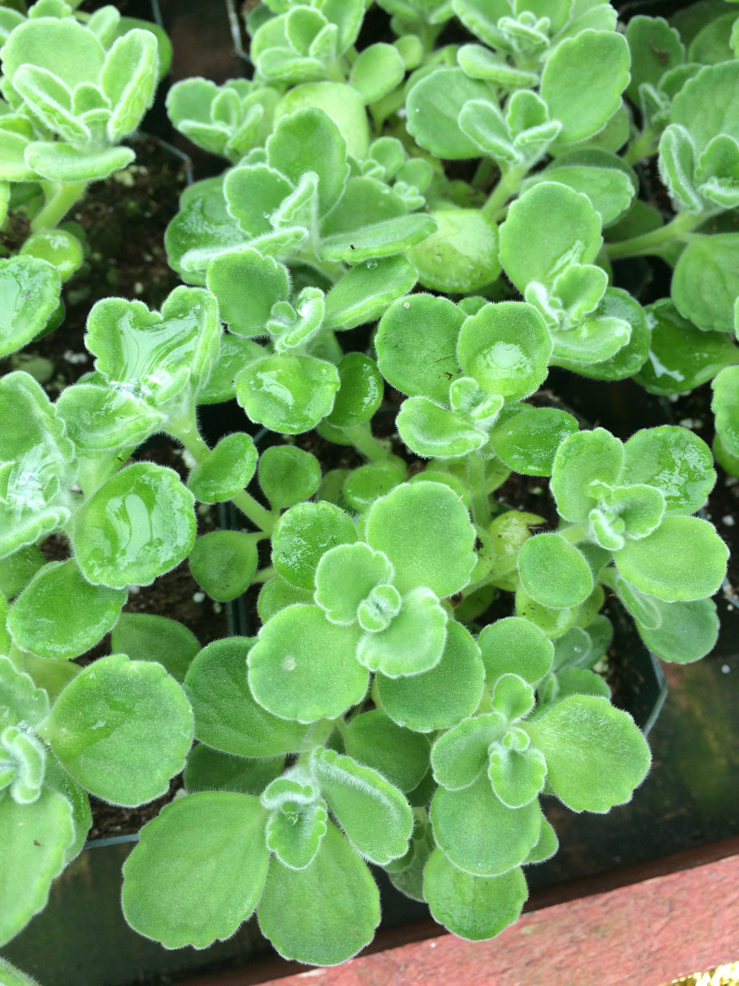 Vick's Plant (Plectranthus purpuratus)