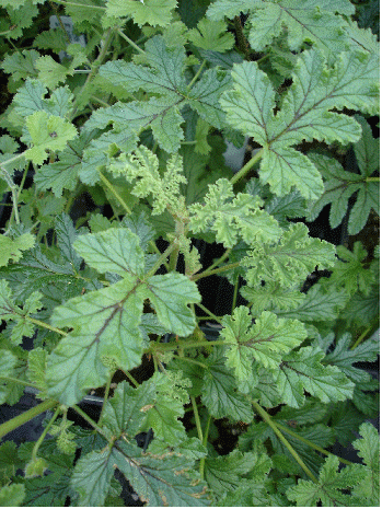 Village Hill Oak Scented Geranium, Pelargonium 'Village Hill Oak'
