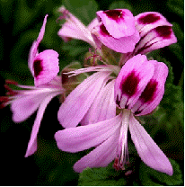 Village Hill Oak Scented Geranium flowers, Pelargonium 'Village Hill Oak'