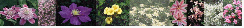 Vines