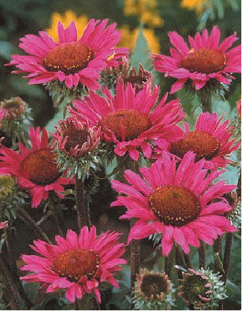 Echinacea 'Vintage Wine'