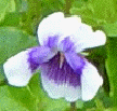 Australian Violet, Viola hederacea