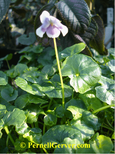 Australian violet, Viola hederacea