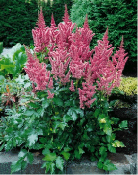 Astilbe 'Visions'