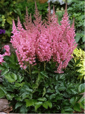 Astilbe 'Visions in Pink'