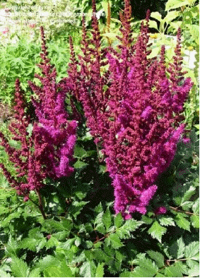 Astilbe 'Visions in Red'