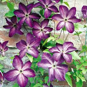 Clematis viticella venosa violacea