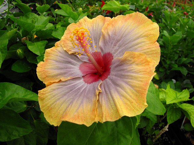 Hibiscus 'Voodoo Queen'