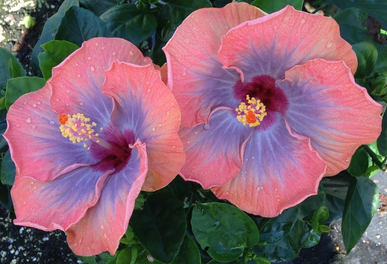 Hibiscus 'Voodoo Queen'