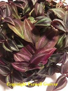 Wandering Jew