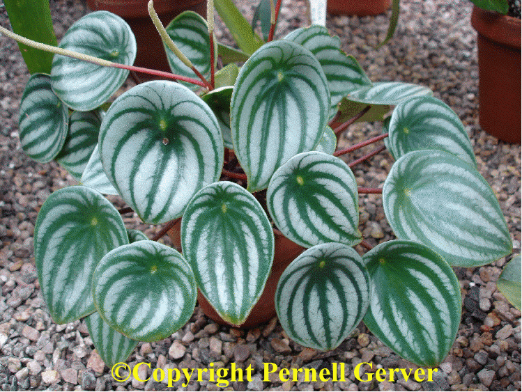 Watermelon peperomia