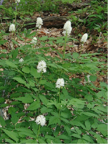 White Baneberry
