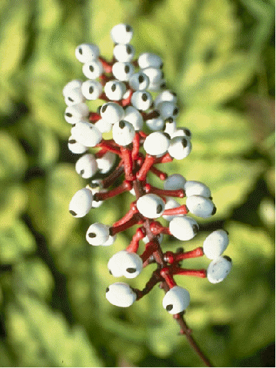 White Baneberry berries