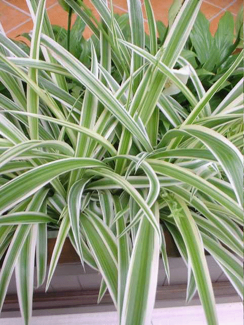 White-edged spider plant