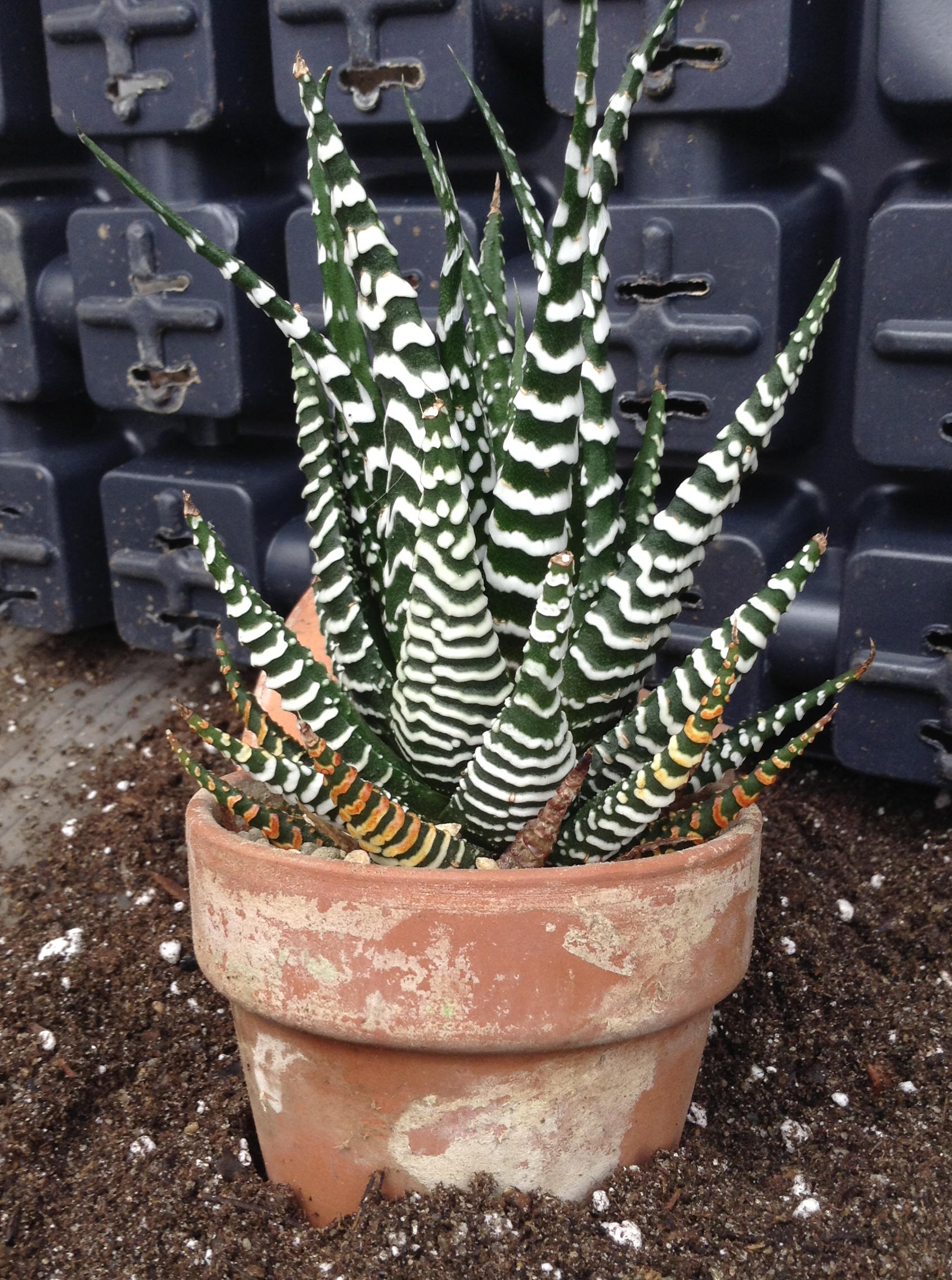 Haworthia fasciata 'White Fang'