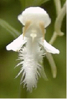 White Fringed Orchid