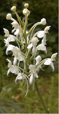 White Fringed Orchid