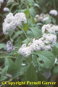 White Heliotrope (Heliotropium 'Alba')