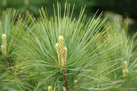 white pine