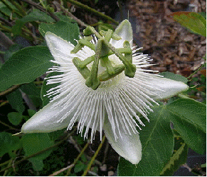 Passion Flower 'White Wedding'