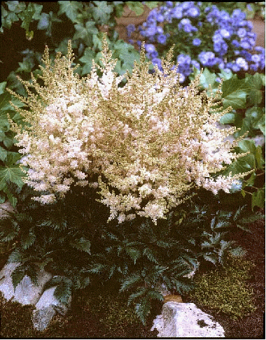 Astilbe 'White Wings'