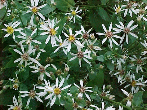 White wood aster