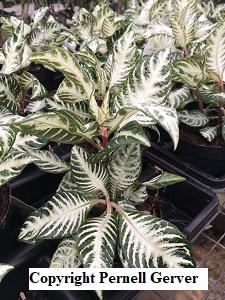Snow White Zebra Plant