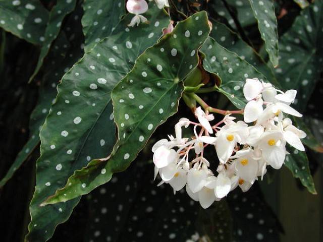 Begonia 'Wightii'