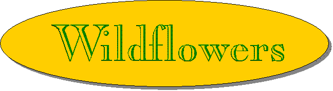 Wildflowers