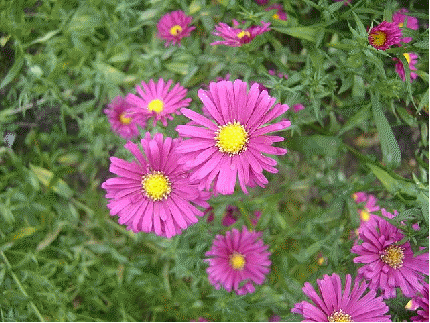 New York aster 'Winston Churchill'