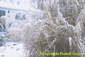 A light dusting of snow outlines the flower plumes