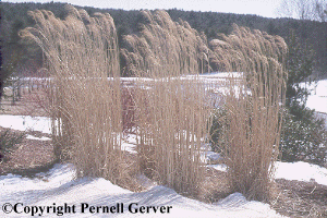 Miscanthus grass in winter