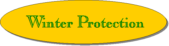 Winter Protection
