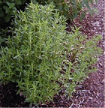 Winter savory