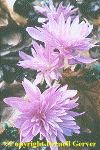 Colchicum 'Waterlily'
