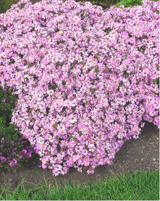 Aster 'Wood's Pink'