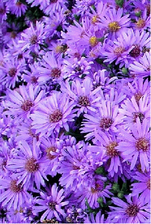 Dwarf aster 'Wood's Purple'