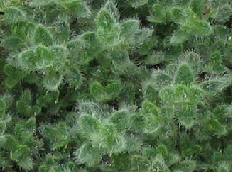 Woolly Thyme