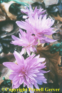 Colchicum 'Waterlily'