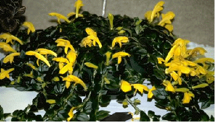 Yellow Columnea
