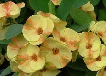 Crown of thorns 'Yellow Delight'