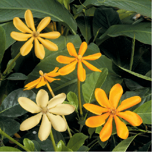 Yellow Gardenia