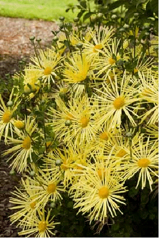 Dendranthema My Favorite 'Yellow Quill'