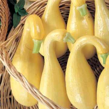 Yellow Squash 'Early Summer Crookneck'